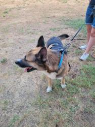 Found/Stray Male Dog last seen Cr 4430 winnsboro tx, Winnsboro, TX 75494
