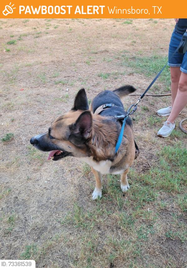 Found/Stray Male Dog last seen Cr 4430 winnsboro tx, Winnsboro, TX 75494