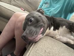Found/Stray Male Dog last seen Sanctuary of praise white settlement, Fort Worth, TX 76108