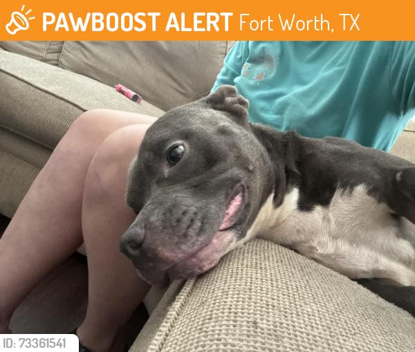 Found/Stray Male Dog last seen Sanctuary of praise white settlement, Fort Worth, TX 76108