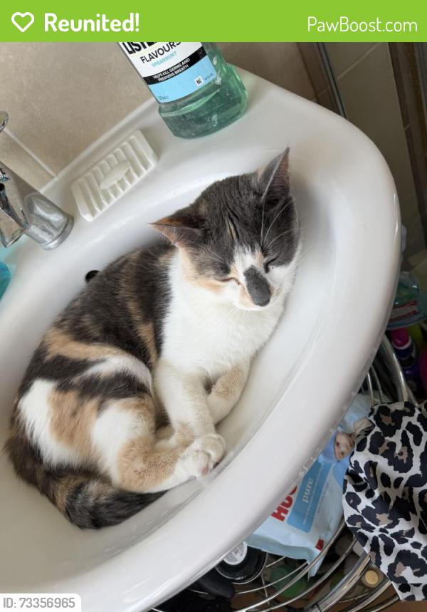 Reunited Female Cat last seen At the hse, Greater London, England N9 7LY