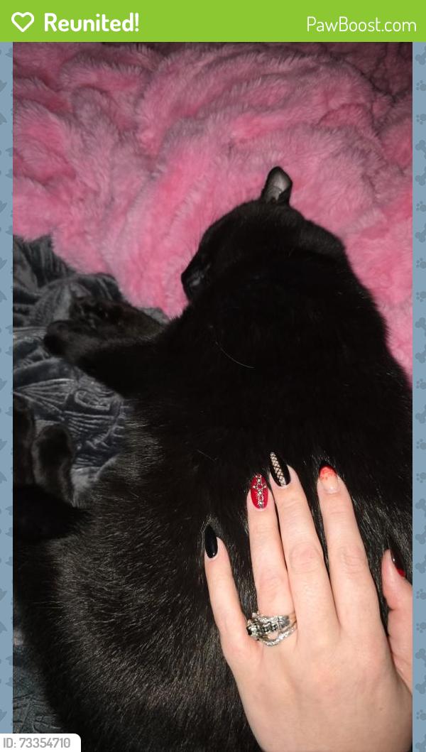 Reunited Male Cat last seen Racine Ave, the Minecraft creeper mailbox., New Berlin, WI 53146