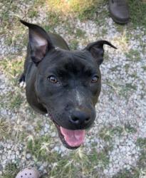 Found/Stray Female Dog last seen Morphus Bridge Rd, Earpsboro Chamblee Rd, NC 27591