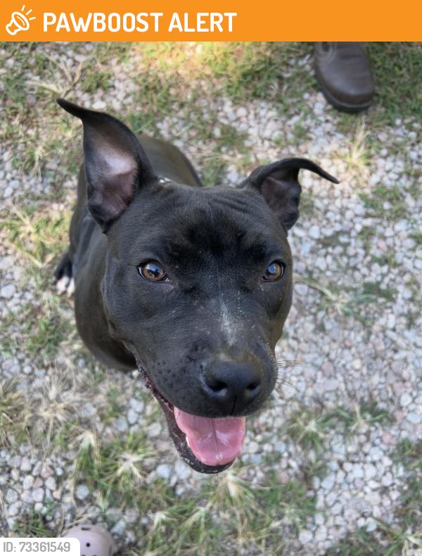 Found/Stray Female Dog last seen Morphus Bridge Rd, Earpsboro Chamblee Rd, NC 27591