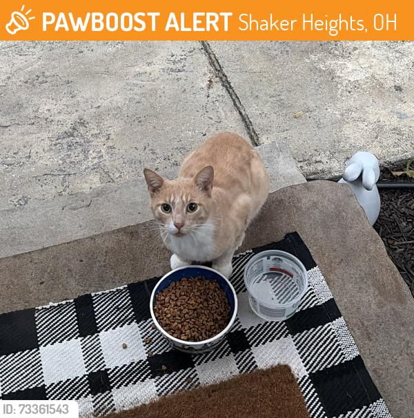 Found/Stray Unknown Cat last seen Warrington and Southington, Shaker Heights, OH 44120