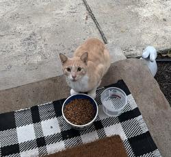 Found/Stray Unknown Cat last seen Warrington and Southington, Shaker Heights, OH 44120