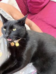 Lost Female Cat last seen Near place and 91st ave, Queens, NY 11423