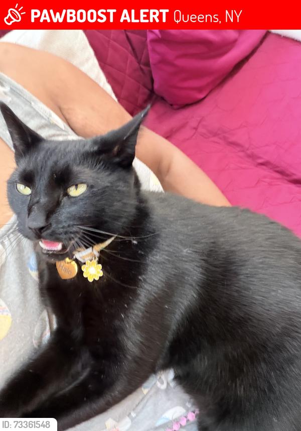 Lost Female Cat last seen Near place and 91st ave, Queens, NY 11423