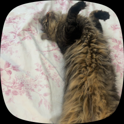 Lost Female Cat last seen beverly hills middle school, Upper Darby Township, PA 19082