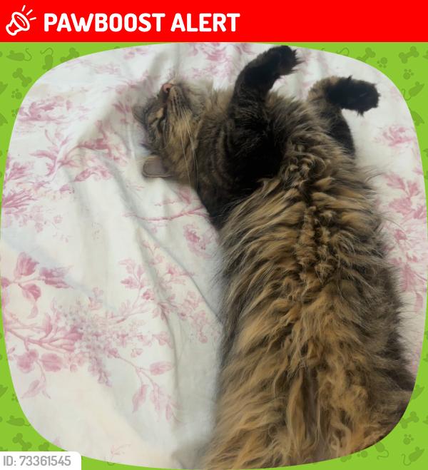 Lost Female Cat last seen beverly hills middle school, Upper Darby Township, PA 19082