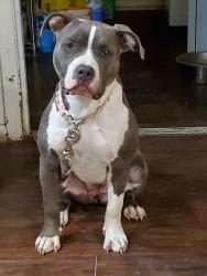 Reunited Female Dog last seen Wurzbach and Vance Jackson, San Antonio, TX 78230