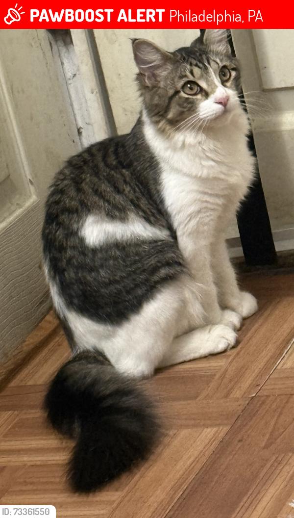 Lost Male Cat last seen Near East Duval Street, Philadelphia, Pa 19119, Philadelphia, PA 19144