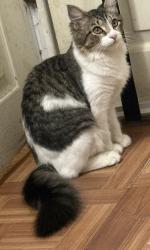 Lost Male Cat last seen Near East Duval Street, Philadelphia, Pa 19119, Philadelphia, PA 19144