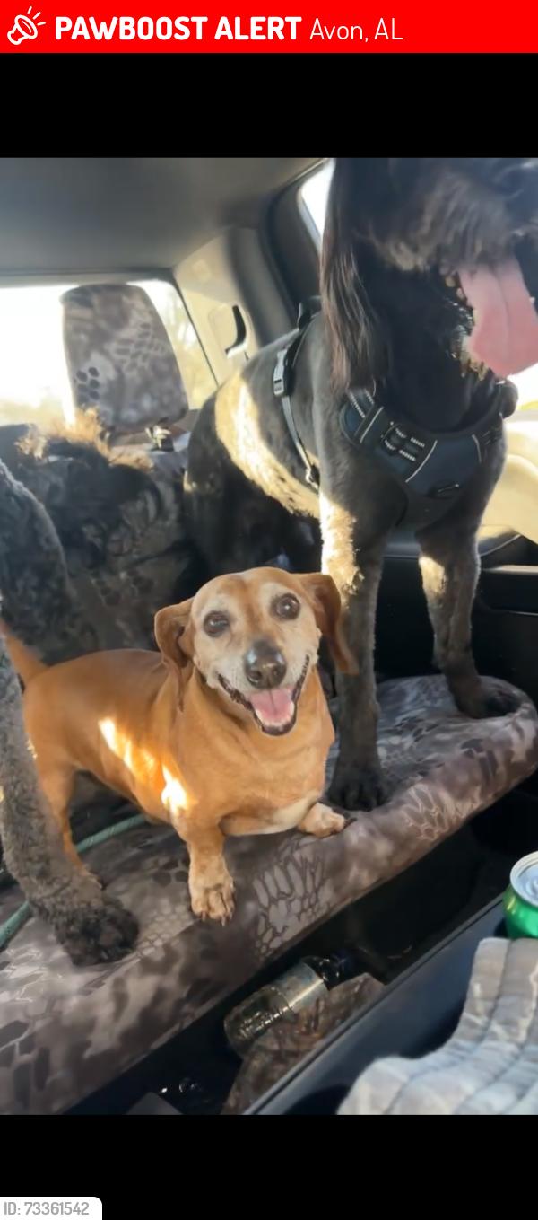 Lost Male Dog last seen Battles Rd, HWY 84, we are across from Avon townhall, Avon, AL 36312