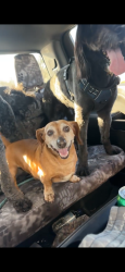 Lost Male Dog last seen Battles Rd, HWY 84, we are across from Avon townhall, Avon, AL 36312