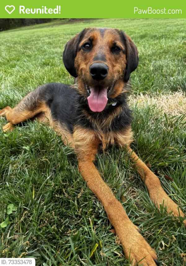 Reunited Female Dog last seen Newton courthouse, Newton, NC 28658