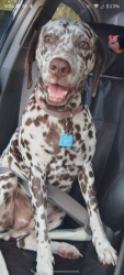 Lost Female Dog last seen Edgewood, Jacksonville, FL 32208