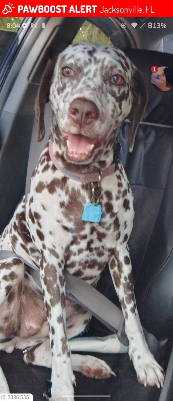 Lost Female Dog last seen Edgewood, Jacksonville, FL 32208
