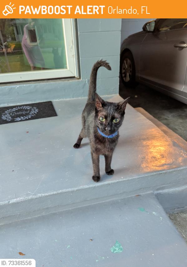 Found/Stray Female Cat last seen Stetson and Rio Grande, Orlando, FL 32804