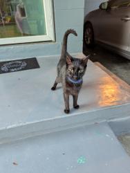 Found/Stray Female Cat last seen Stetson and Rio Grande, Orlando, FL 32804