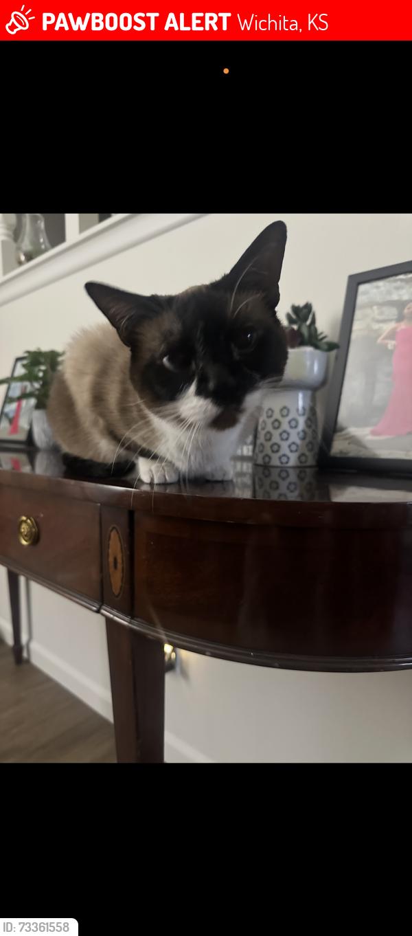 Lost Female Cat last seen 13th and Tyler is the nearest intersection, Wichita, KS 67212