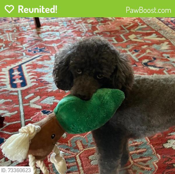 Reunited Female Dog last seen Old Jacksonville Highway and Grace Community Church, Tyler, TX 75701