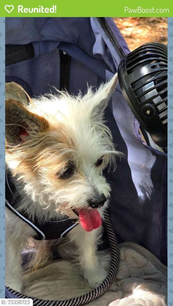 Reunited Male Dog last seen Interfaith, Spring, TX 77381