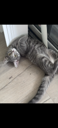 Lost Female Cat last seen Tivoli terrace, Deerfield Beach, FL 33441