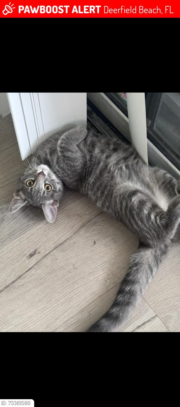 Lost Female Cat last seen Tivoli terrace, Deerfield Beach, FL 33441