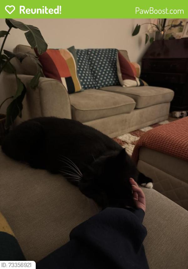 Reunited Male Cat last seen On Warren Road, Greater London, England E10 5PZ
