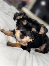 Lost Male Dog last seen Battle creek and Raleigh Lagrange, Memphis, TN 38128