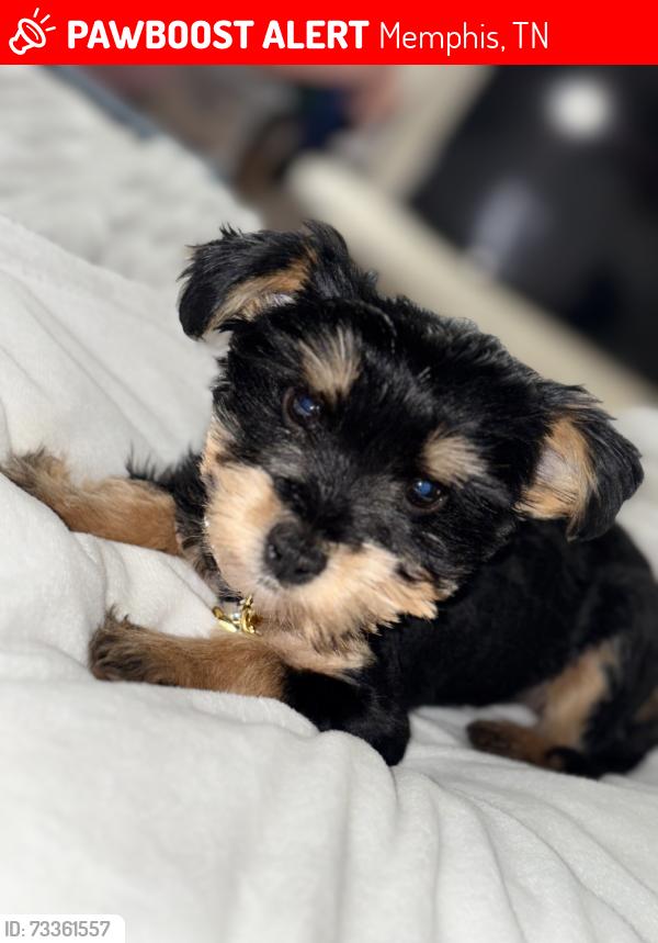 Lost Male Dog last seen Battle creek and Raleigh Lagrange, Memphis, TN 38128