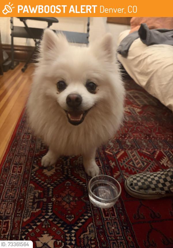 Found/Stray Male Dog last seen 18th/york, Denver, CO 80205