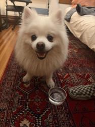 Found/Stray Male Dog last seen 18th/york, Denver, CO 80205