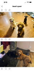 Reunited Male Dog last seen New potato dr, Kannapolis, NC 28083