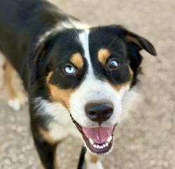 Shelter Stray Male Dog last seen , 4000 N Silverbell Rd, Tucson, AZ 85745, USA