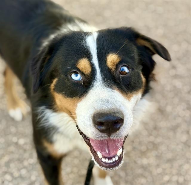 Shelter Stray Male Dog last seen , 4000 N Silverbell Rd, Tucson, AZ 85745, USA