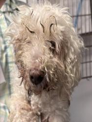 Shelter Stray Male Dog last seen , 4000 N Silverbell Rd, Tucson, AZ 85745, USA