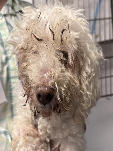 Shelter Stray Male Dog last seen , 4000 N Silverbell Rd, Tucson, AZ 85745, USA
