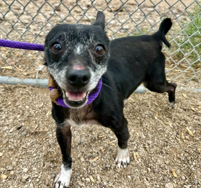Shelter Stray Male Dog last seen , 4000 N Silverbell Rd, Tucson, AZ 85745, USA