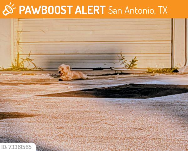 Found/Stray Unknown Dog last seen Discount Tire Hillcrest/Bandera, San Antonio, TX 78228