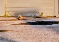 Found/Stray Unknown Dog last seen Discount Tire Hillcrest/Bandera, San Antonio, TX 78228