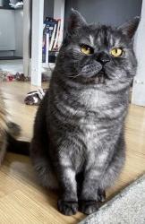 Reunited Male Cat last seen Vancouver and Dundas, London, ON N5W 4S7