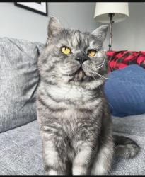 Reunited Male Cat last seen Dundas st, London, ON N5W 4S7