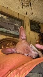 Lost Female Dog last seen Pixler hill area, Morgantown, WV 26508