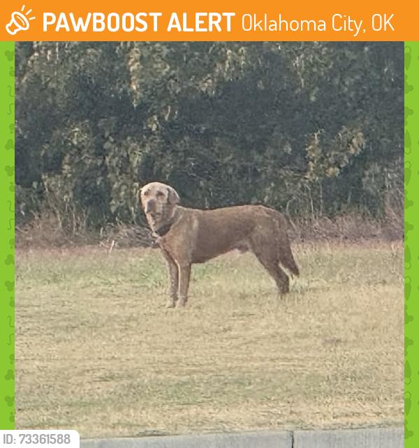 Found/Stray Male Dog last seen 150th and western, Oklahoma City, OK 73013