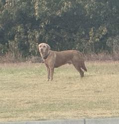 Found/Stray Male Dog last seen 150th and western, Oklahoma City, OK 73013