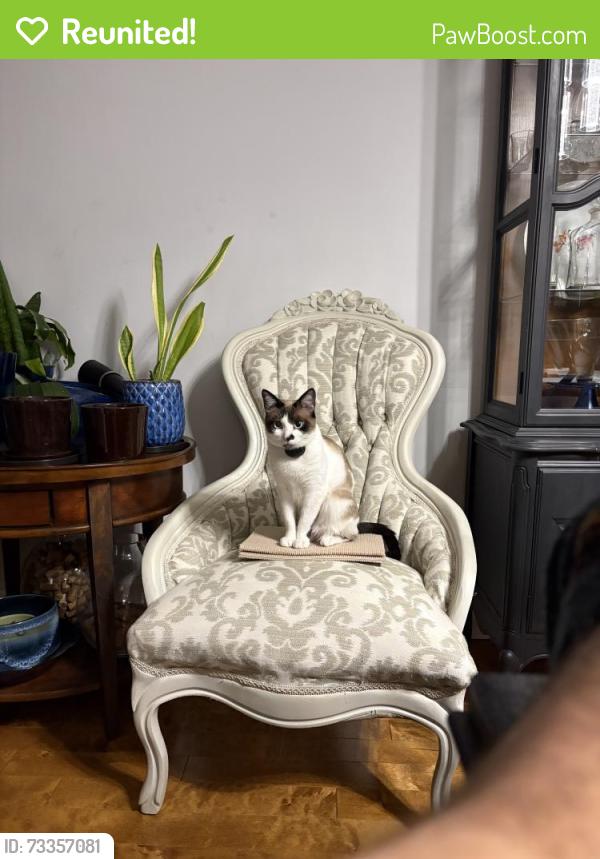 Reunited Female Cat last seen Near Longbridge Rd, Vaughan, ON L4J 1L9, Canada, Vaughan, ON L4J 1L9