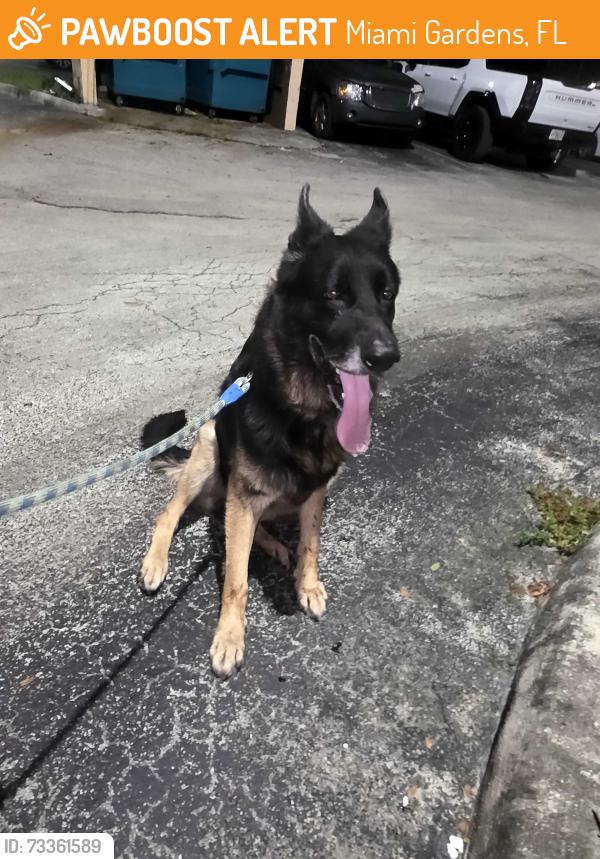 Found/Stray Male Dog last seen Nw 21st Miami Gardens, Miami Gardens, FL 33056