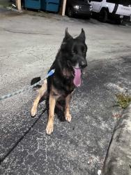 Found/Stray Male Dog last seen Nw 21st Miami Gardens, Miami Gardens, FL 33056